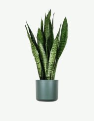 plants ecommerce product featured img 1