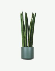 plants ecommerce product featured img 10