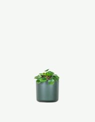 plants ecommerce product featured img 12