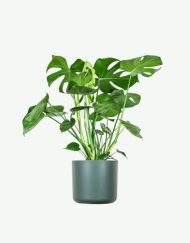 plants ecommerce product featured img 14