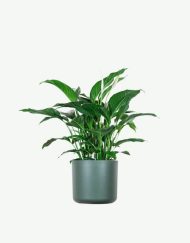 plants ecommerce product featured img 15