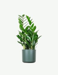 plants ecommerce product featured img 16