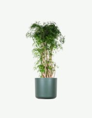 plants ecommerce product featured img 19