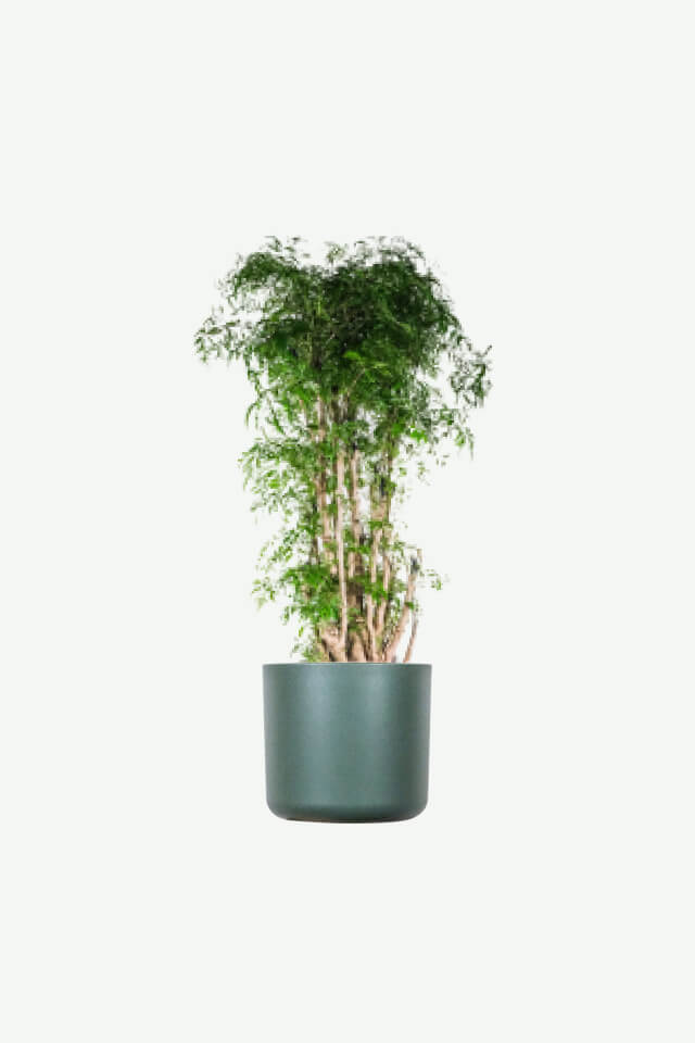 plants-ecommerce-product-featured-img-19 plants ecommerce product featured img 19