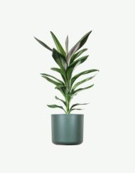 plants ecommerce product featured img 20