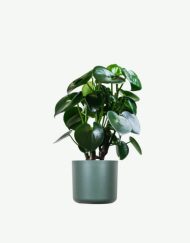plants ecommerce product featured img 6