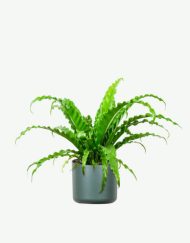 plants ecommerce product featured img 8