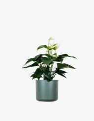 plants ecommerce product featured img 9